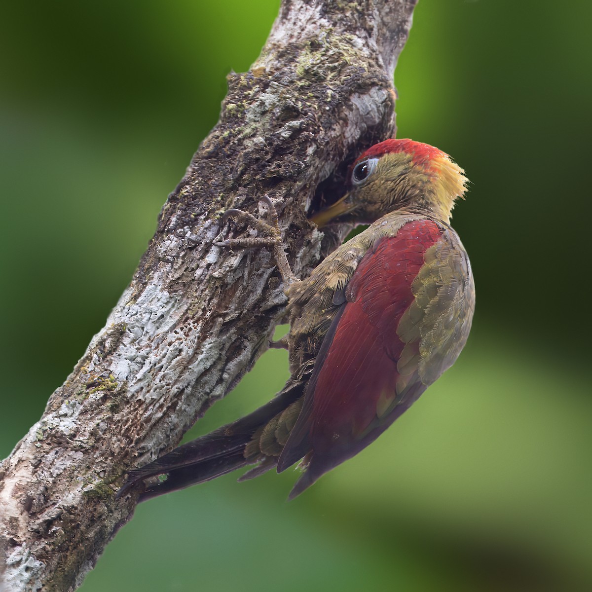 Crimson-winged Woodpecker - ML621233635