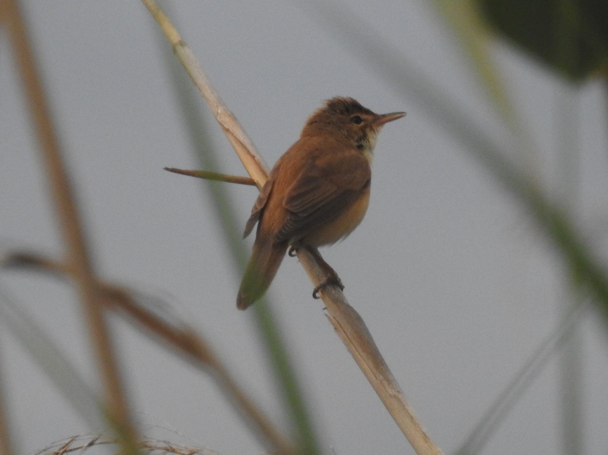 Common Reed Warbler - ML621233645