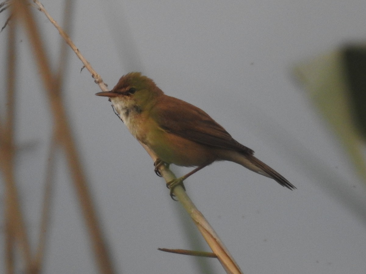 Common Reed Warbler - ML621233646