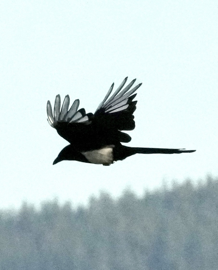 Black-billed Magpie - ML621233664