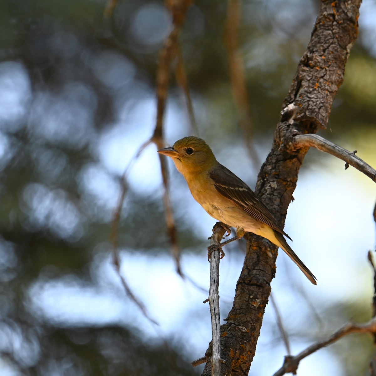 Western Tanager - ML621233669