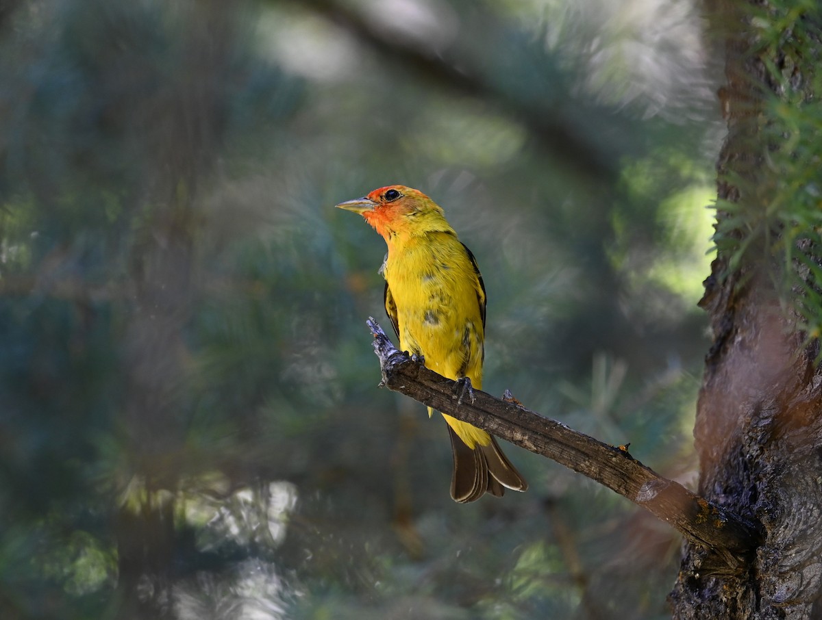 Western Tanager - ML621233680