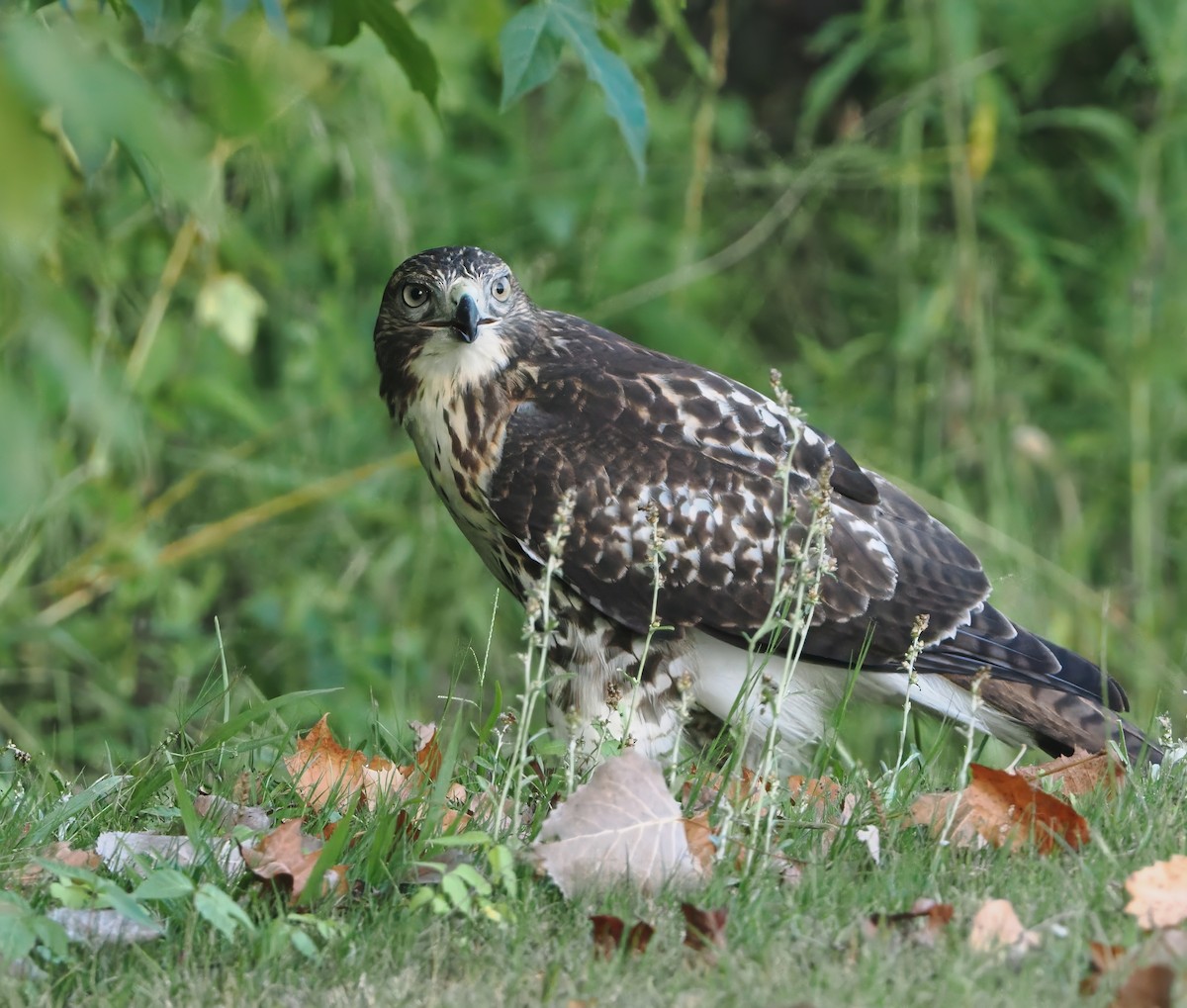 Rotschwanzbussard - ML621233691