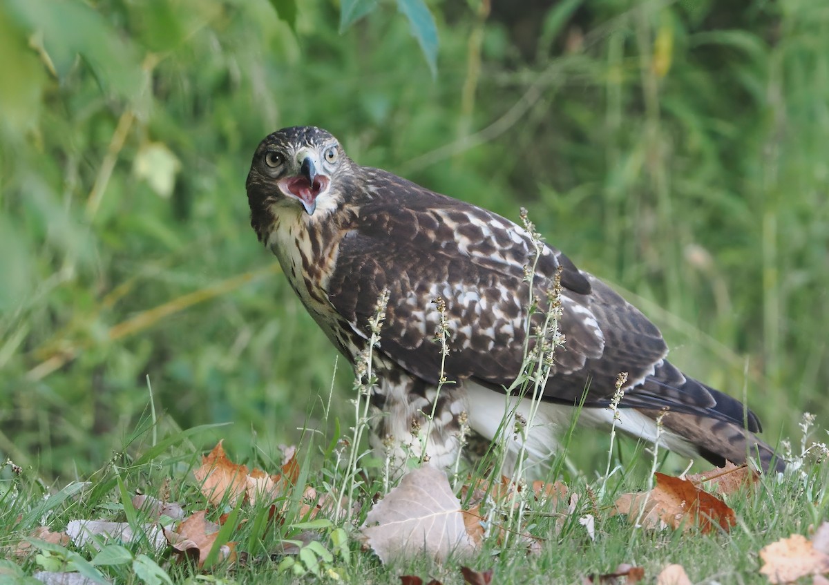 Red-tailed Hawk - ML621233692