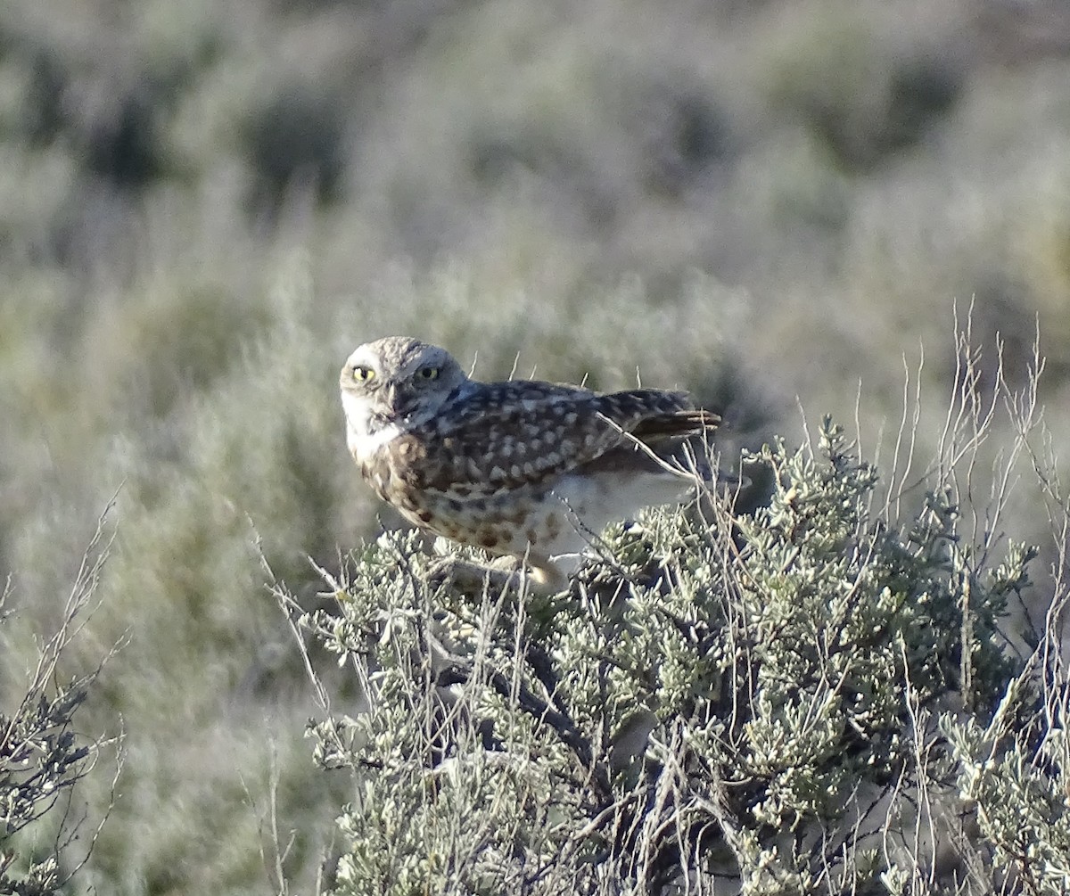 Burrowing Owl - ML621233696