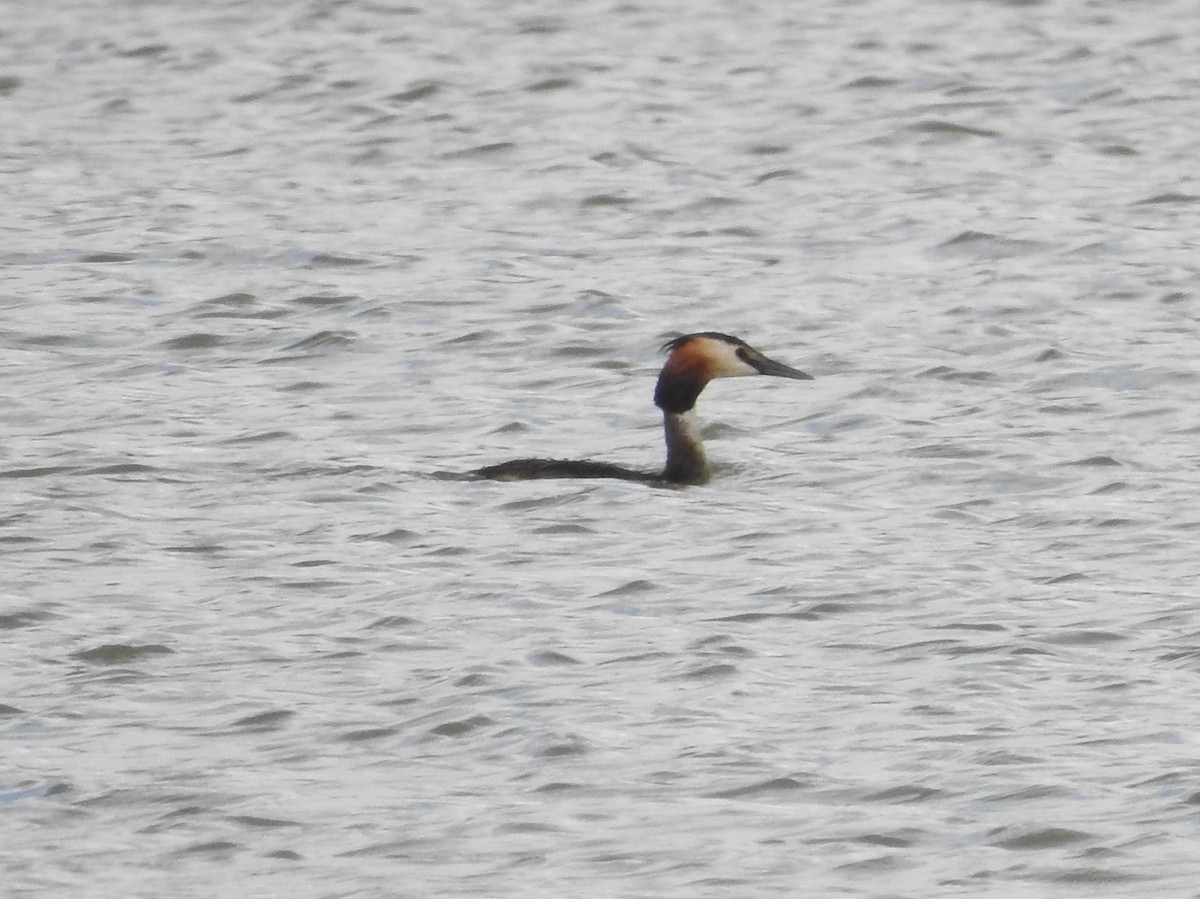 Great Crested Grebe - ML621233734