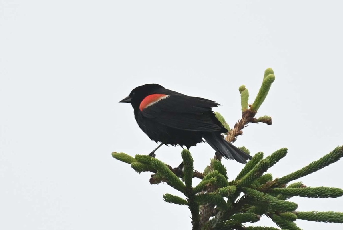 Red-winged Blackbird - ML621233735