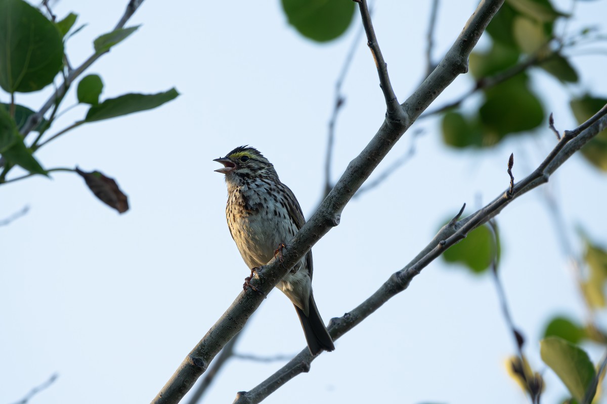 Savannah Sparrow - ML621233737