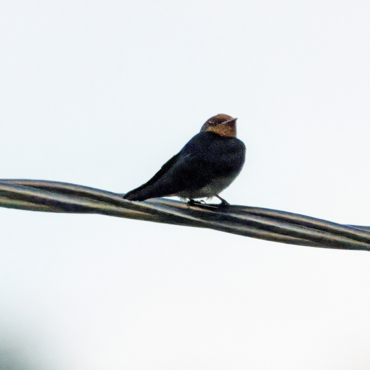 Pacific Swallow - ML621233791