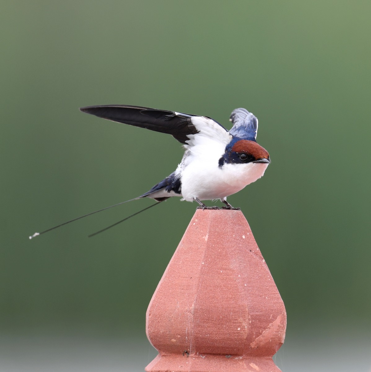 Wire-tailed Swallow - ML621233795