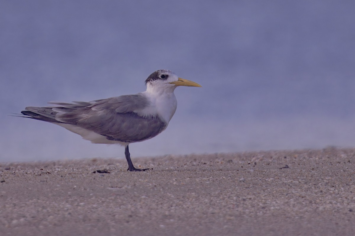Great Crested Tern - ML621233798