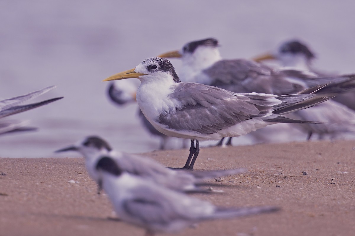 Great Crested Tern - ML621233799