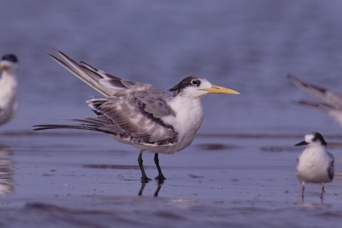 Great Crested Tern - ML621233800