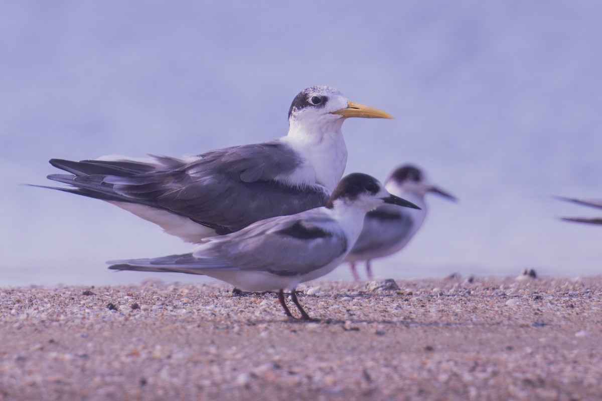Great Crested Tern - ML621233801