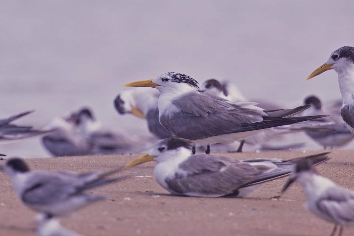Great Crested Tern - ML621233802
