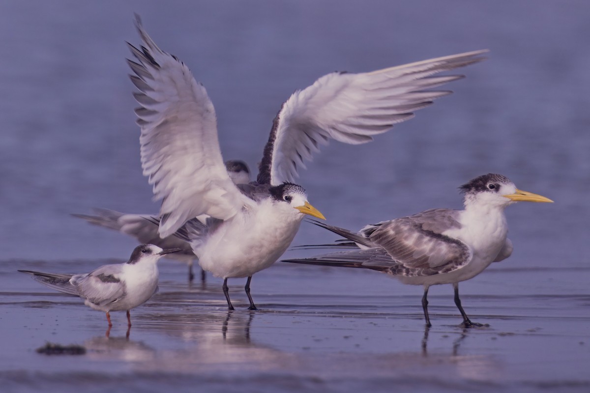 Great Crested Tern - ML621233803