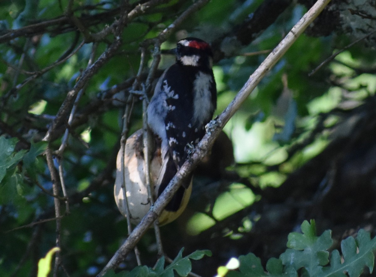Downy Woodpecker - ML621233813