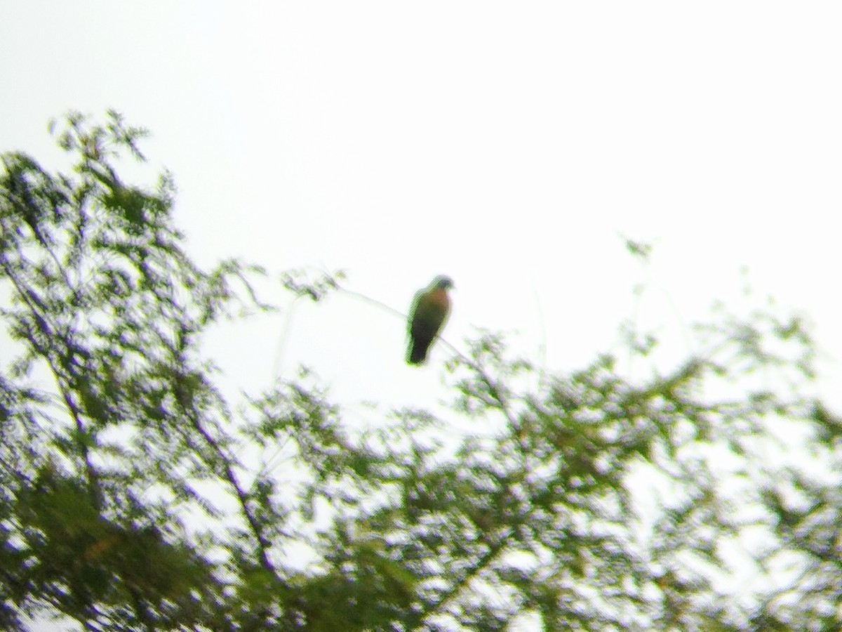 holub zelenošedý - ML621233825