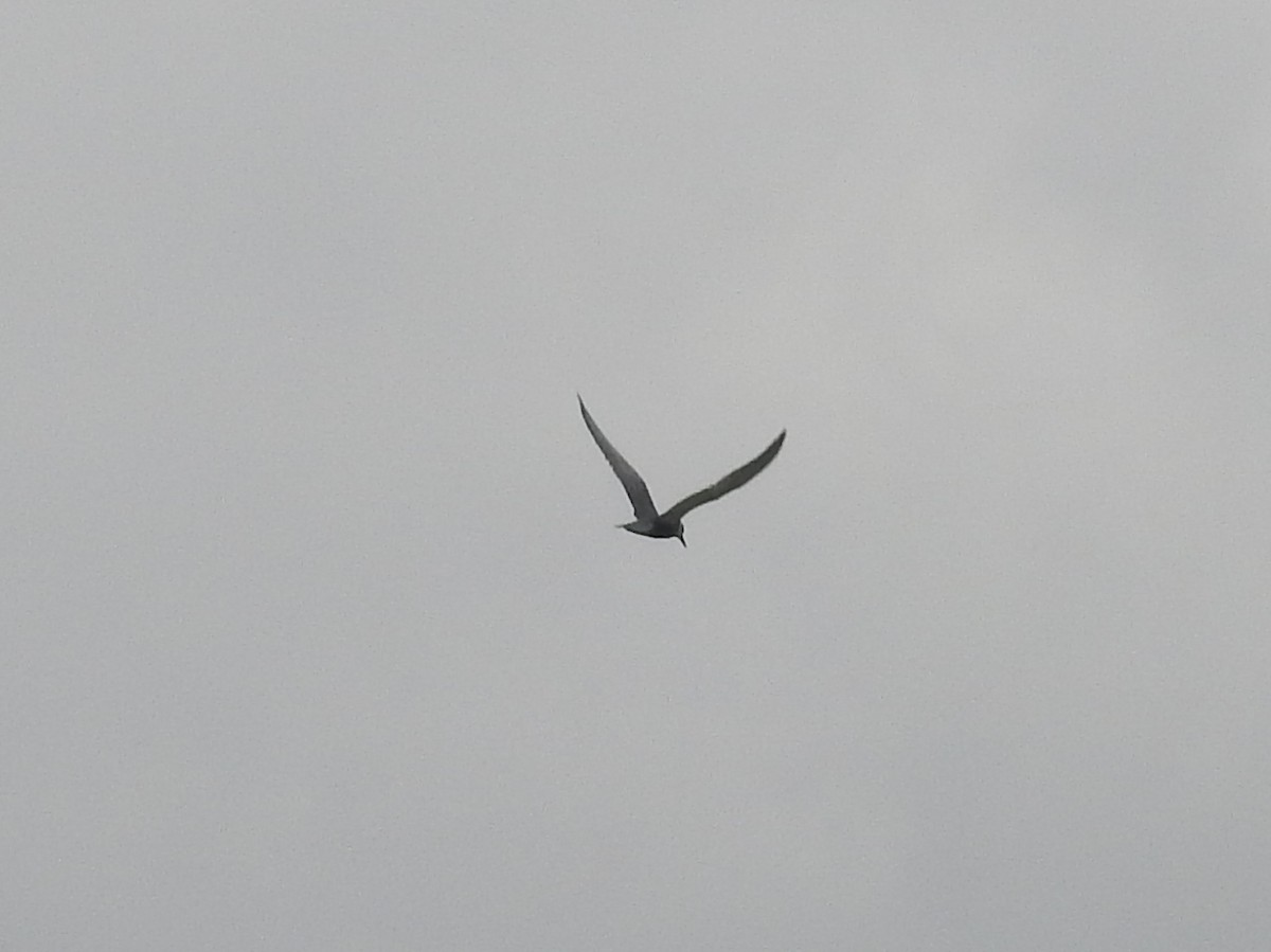 Whiskered Tern - ML621233872