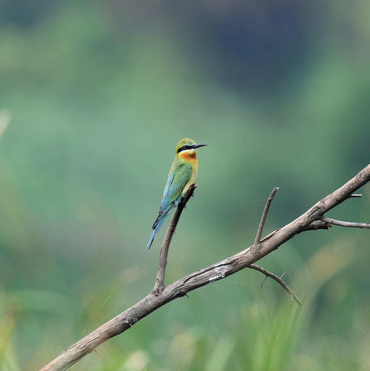 Blue-tailed Bee-eater - ML621233904