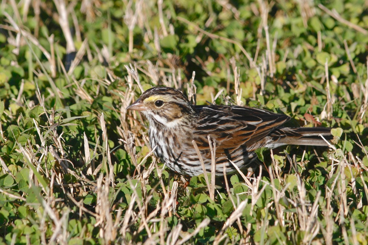 Savannah Sparrow - ML62123391