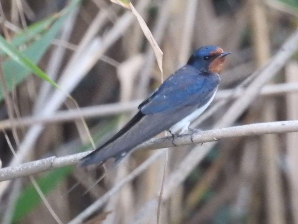 Barn Swallow (White-bellied) - ML621233912