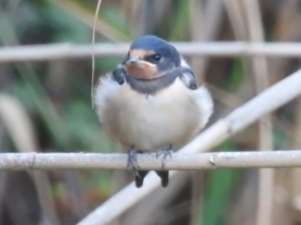Barn Swallow (White-bellied) - ML621233913