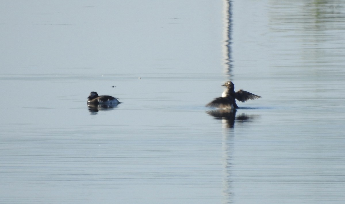 Long-tailed Duck - ML621233932