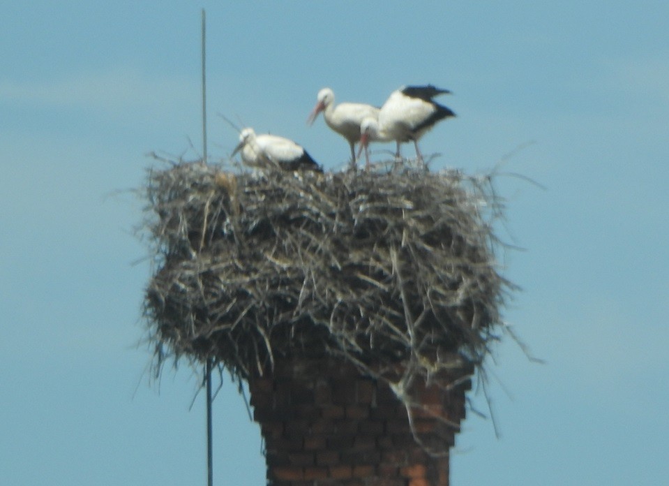 White Stork - ML621233939