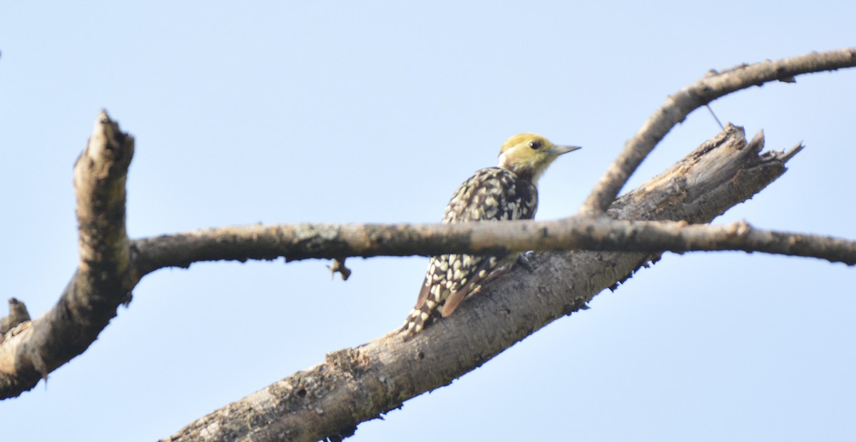 Yellow-crowned Woodpecker - ML621234041