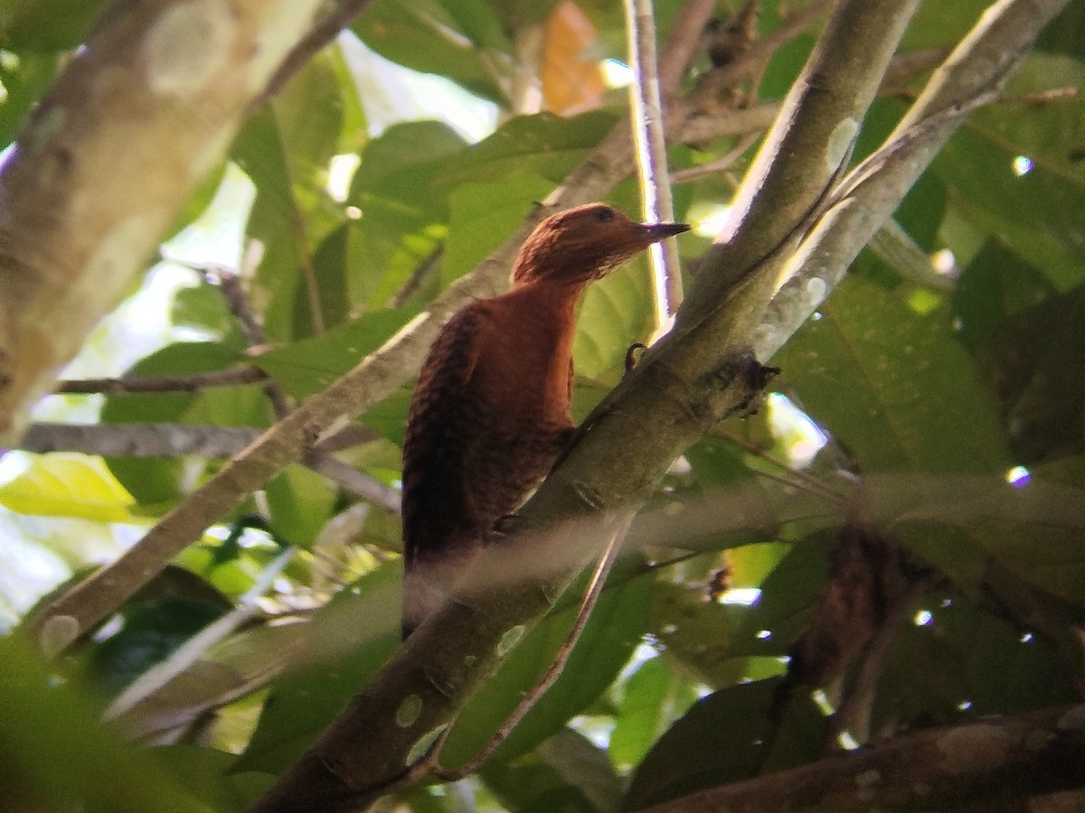 Rufous Woodpecker - ML621234068