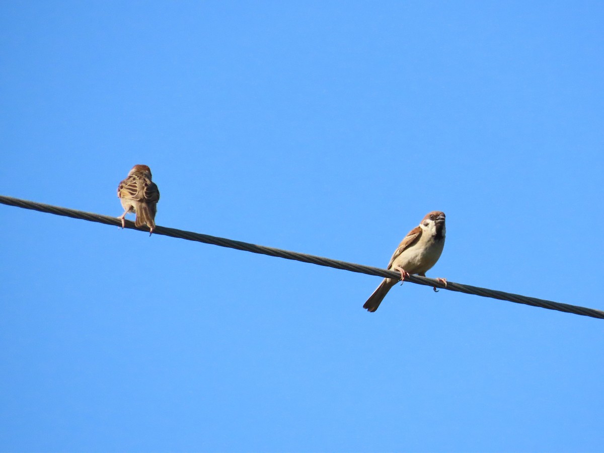Eurasian Tree Sparrow - ML621234074