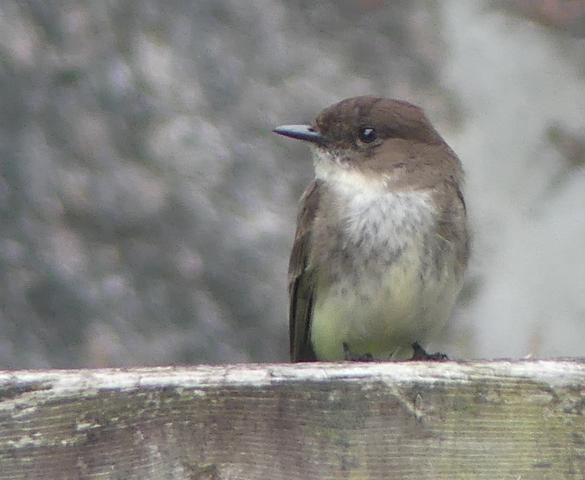 Eastern Phoebe - ML621234080