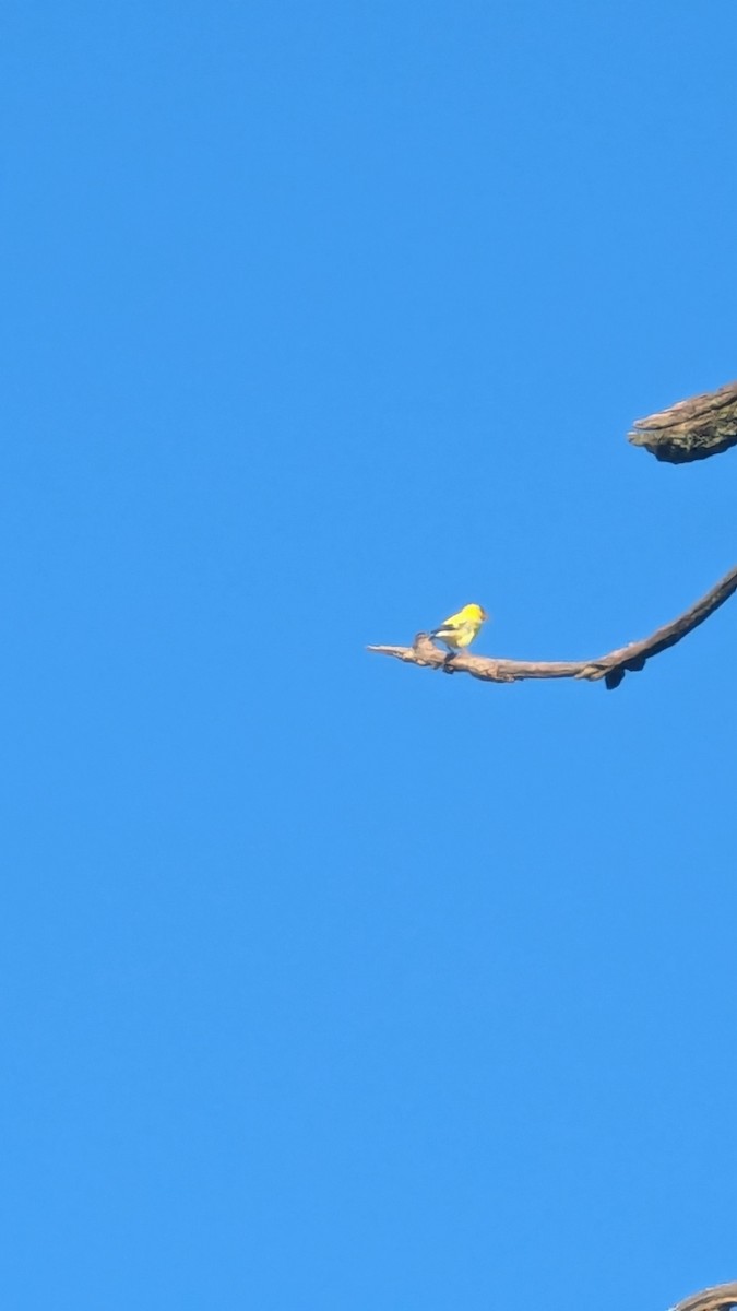 American Goldfinch - ML621234084