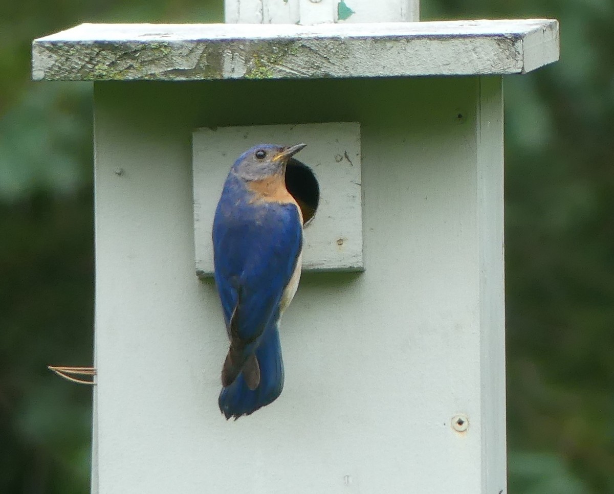 Eastern Bluebird - Peter Lane