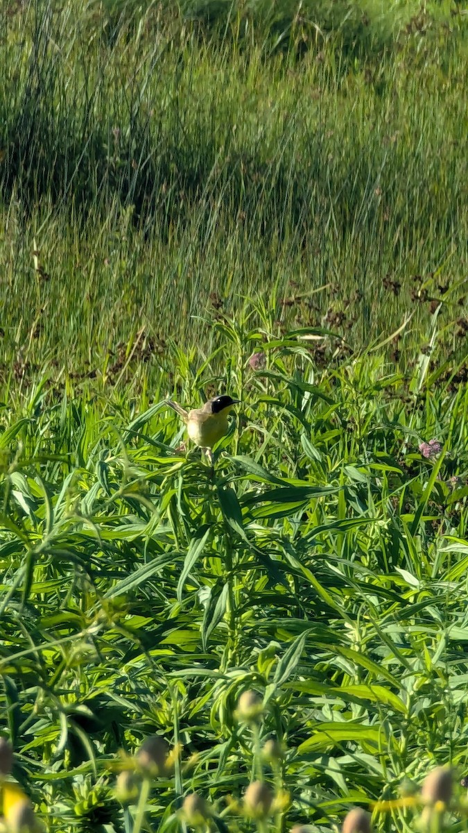 Common Yellowthroat - ML621234096