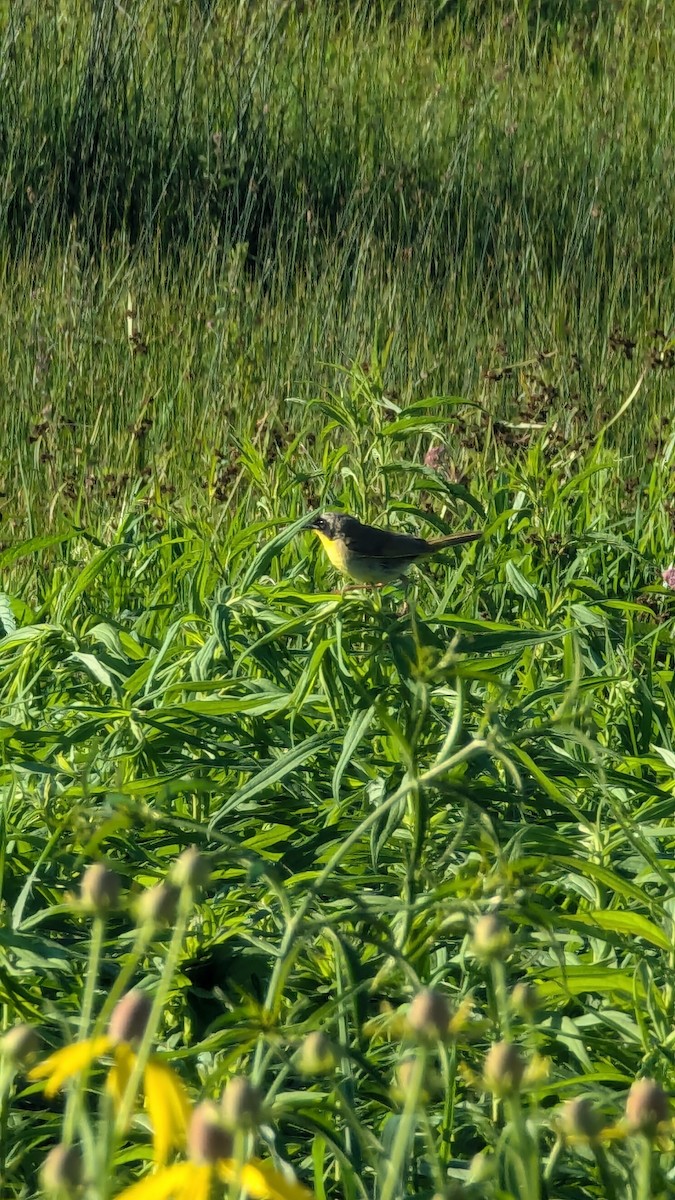 lesňáček žlutohrdlý - ML621234097