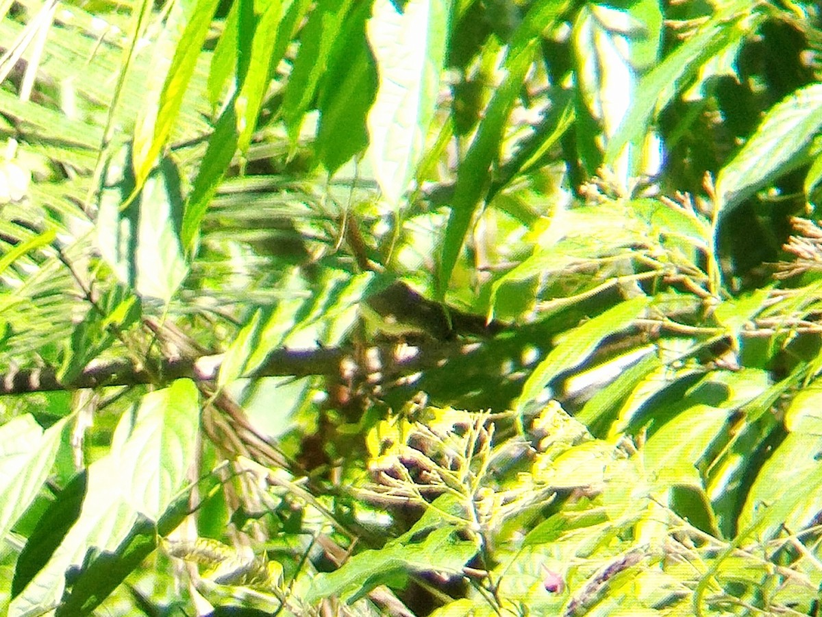 Rufous-tailed Tailorbird - ML621234105