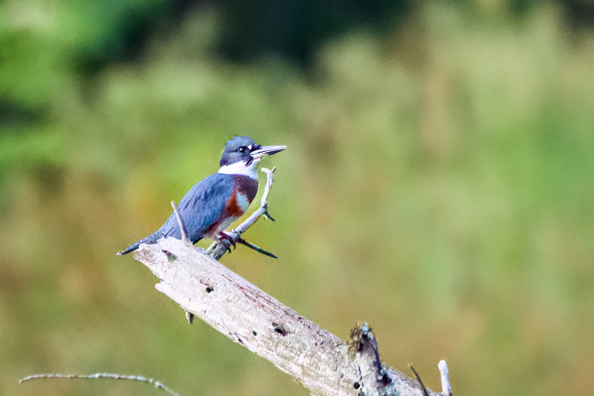 Belted Kingfisher - ML621234113