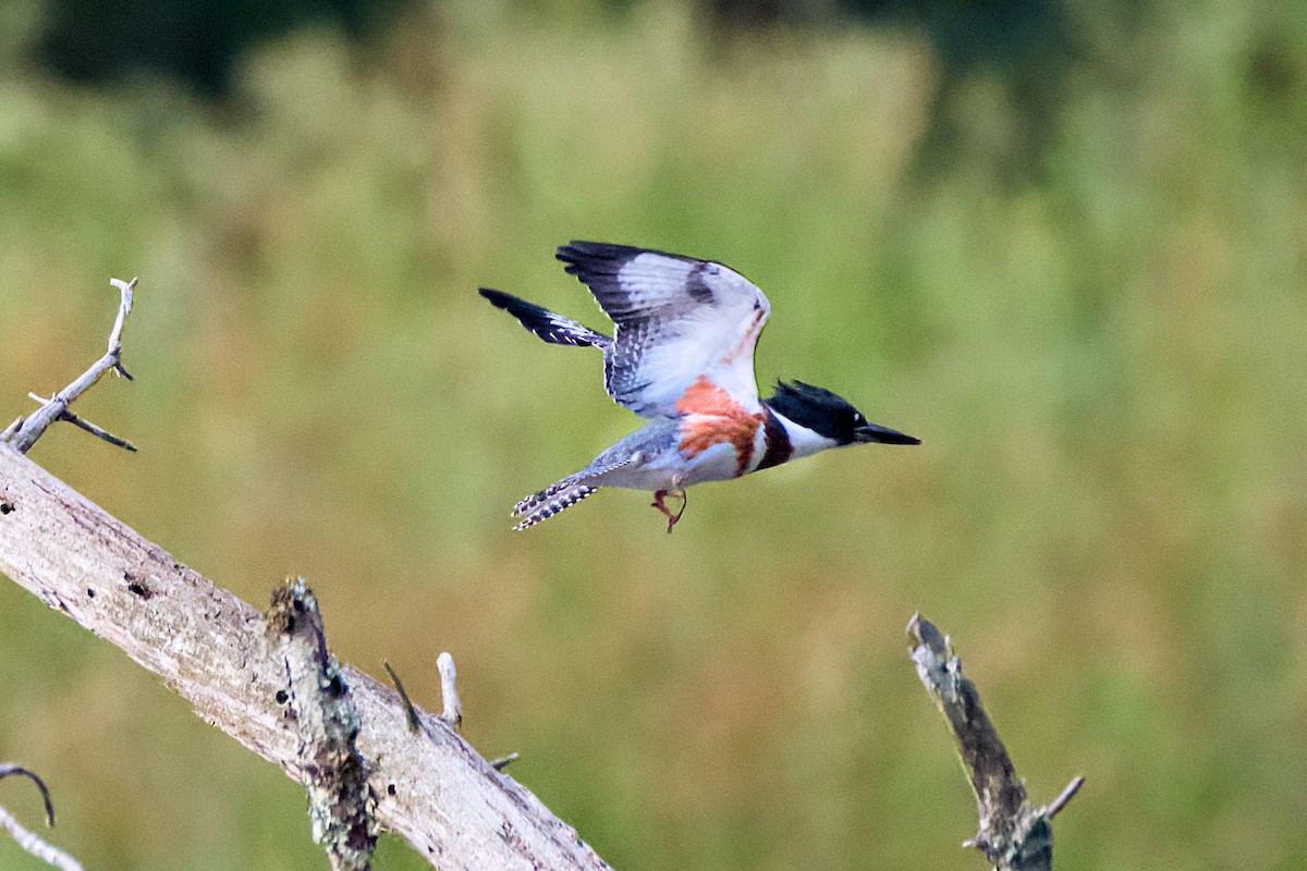 Belted Kingfisher - ML621234115
