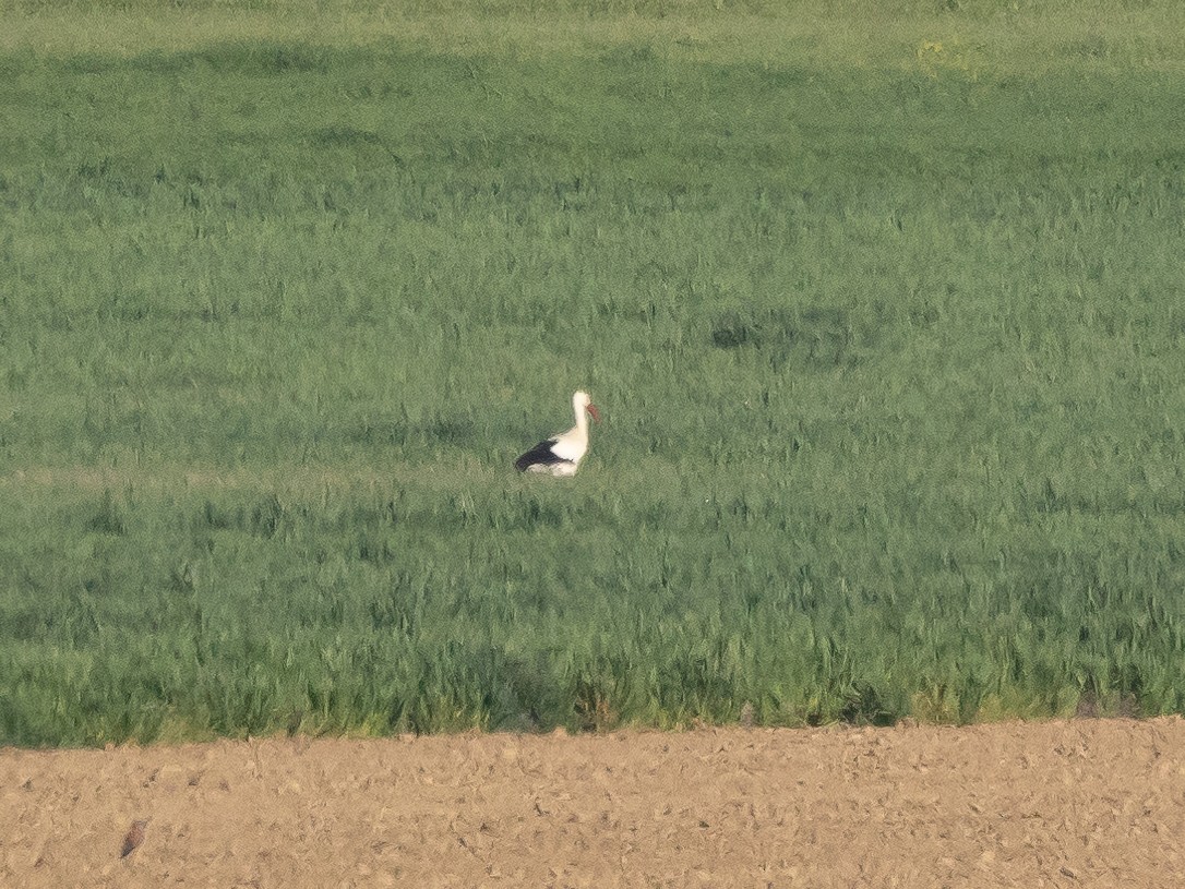 White Stork - ML621234154