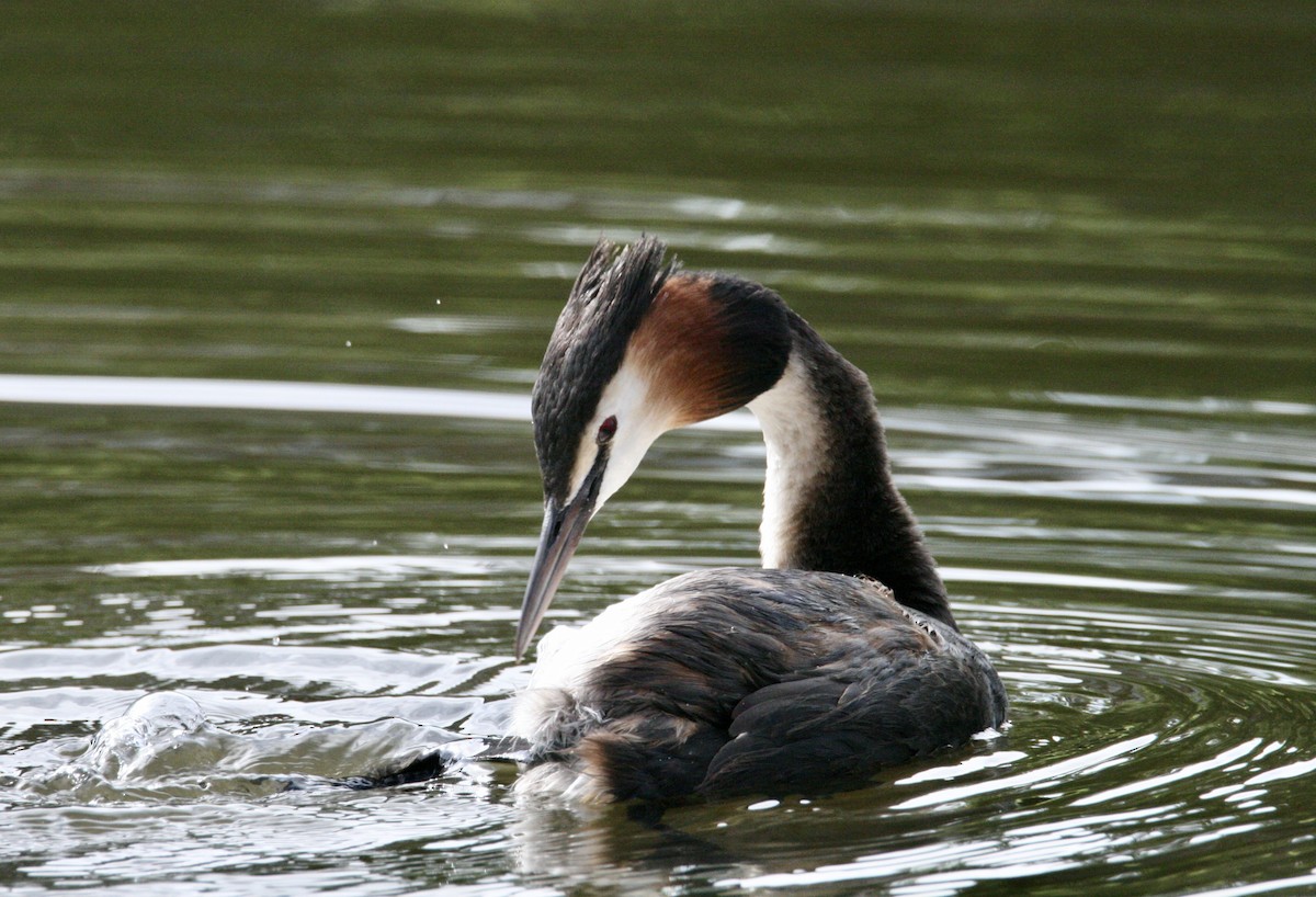 Great Crested Grebe - ML621234194