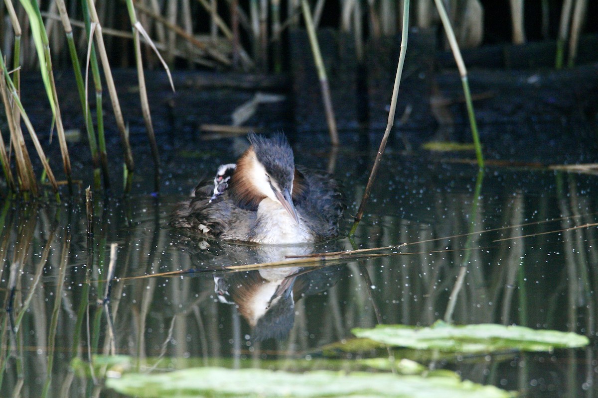 Great Crested Grebe - ML621234195