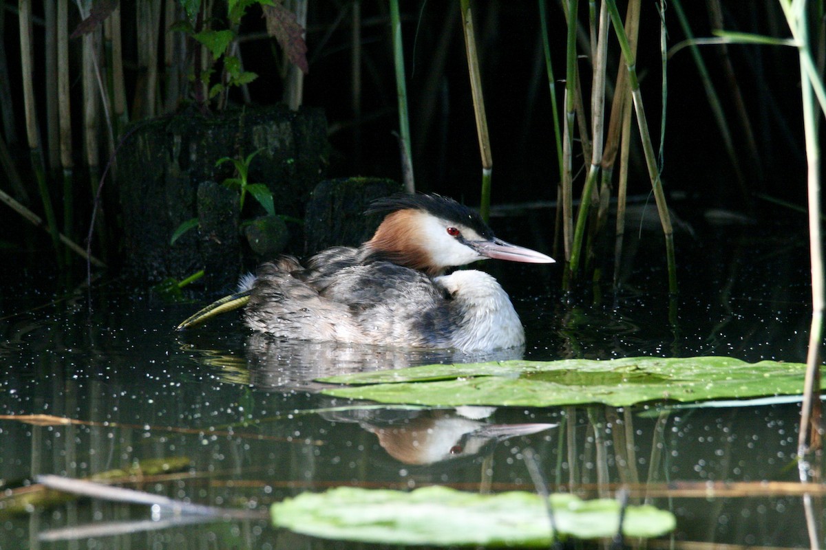 Great Crested Grebe - ML621234196
