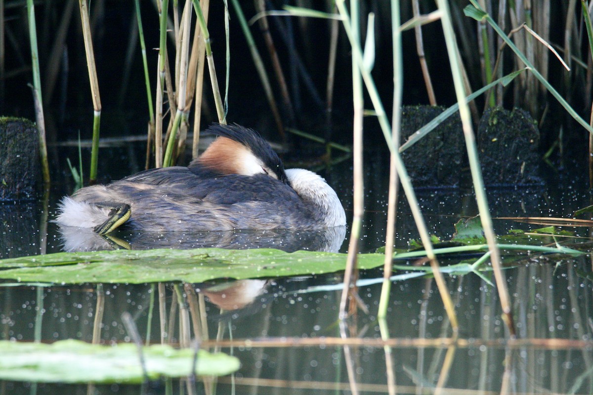 Great Crested Grebe - ML621234197