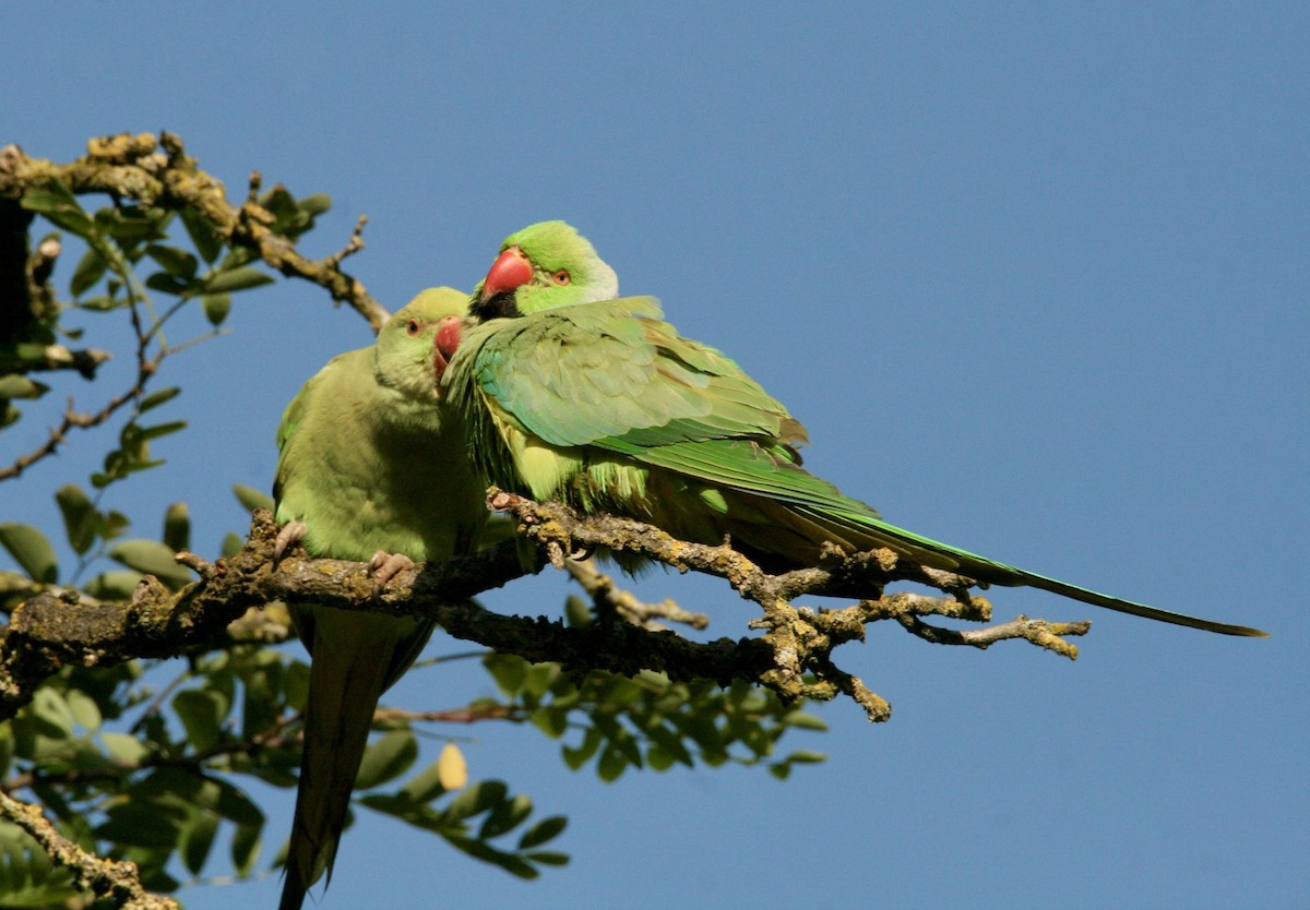 Alexandrine Parakeet - ML621234215