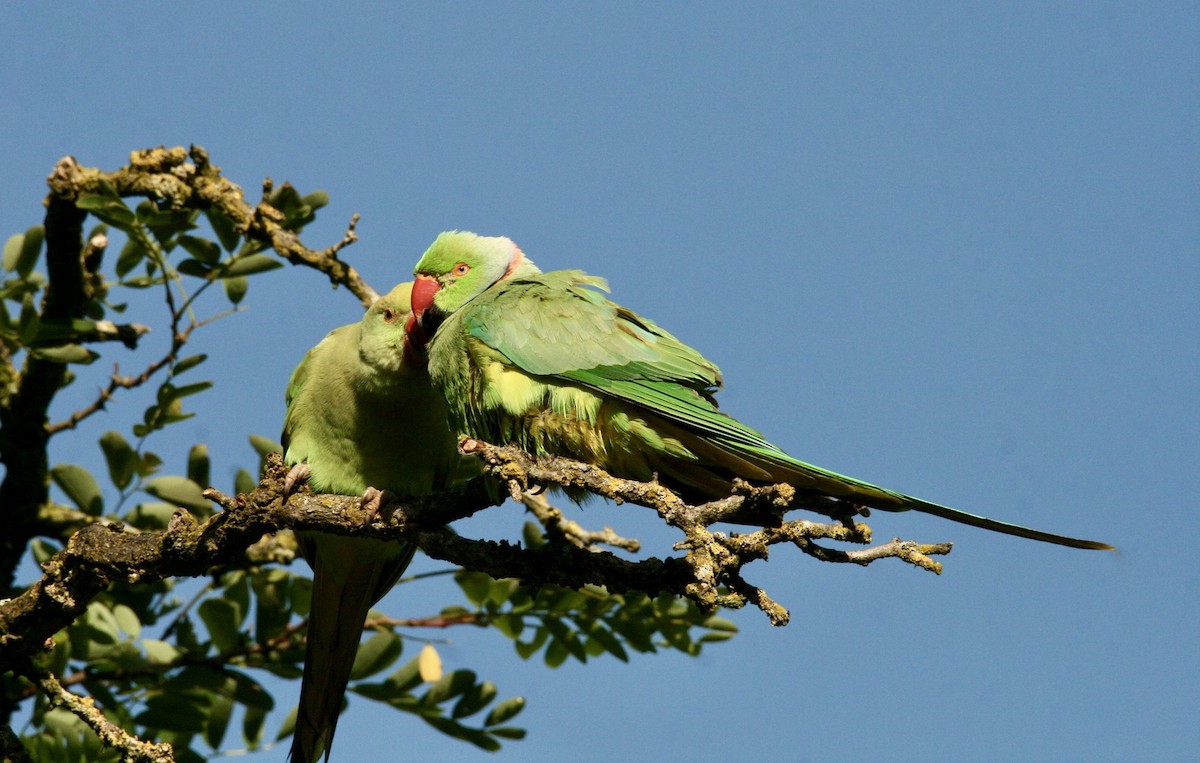 Alexandrine Parakeet - ML621234216