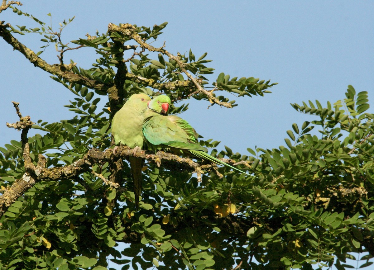 Alexandrine Parakeet - ML621234218
