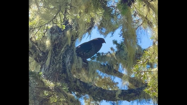 Sooty Grouse - ML621234233