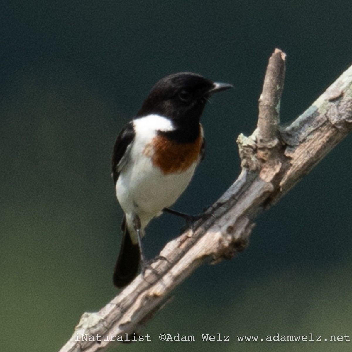 African Stonechat - ML621234272
